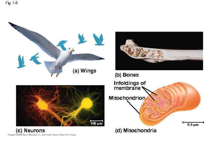 Fig. 1 -6 (a) Wings (b) Bones Infoldings of membrane Mitochondrion 100 µm (c)