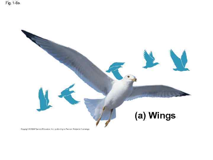 Fig. 1 -6 a (a) Wings 