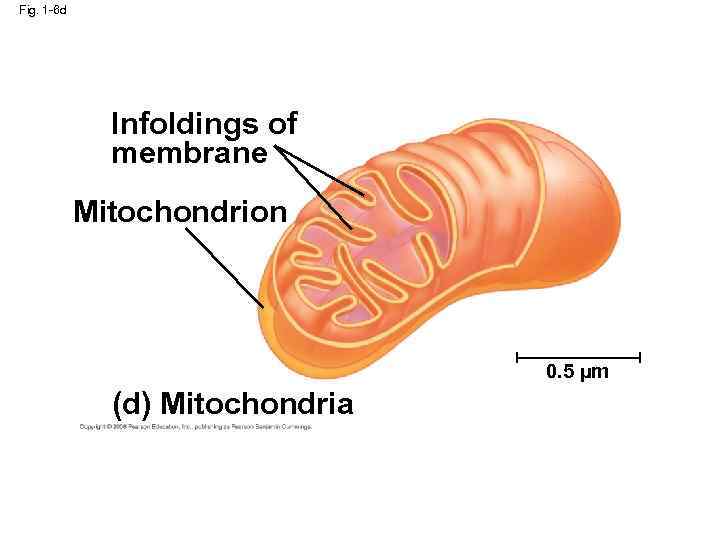 Fig. 1 -6 d Infoldings of membrane Mitochondrion 0. 5 µm (d) Mitochondria 