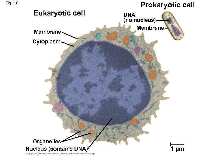 Prokaryotic cell Fig. 1 -8 Eukaryotic cell Membrane DNA (no nucleus) Membrane Cytoplasm Organelles