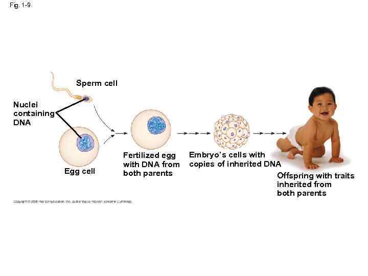 Fig. 1 -9 Sperm cell Nuclei containing DNA Egg cell Fertilized egg with DNA