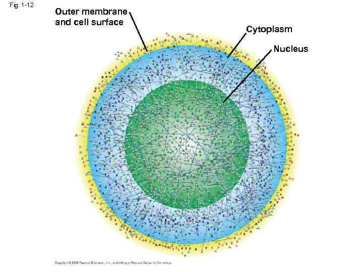 Fig. 1 -12 Outer membrane and cell surface Cytoplasm Nucleus 