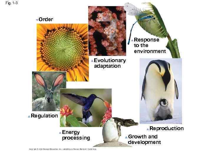 Fig. 1 -3 Order Response to the environment Evolutionary adaptation Regulation Energy processing Reproduction