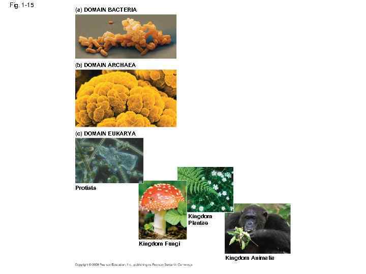 Fig. 1 -15 (a) DOMAIN BACTERIA (b) DOMAIN ARCHAEA (c) DOMAIN EUKARYA Protists Kingdom