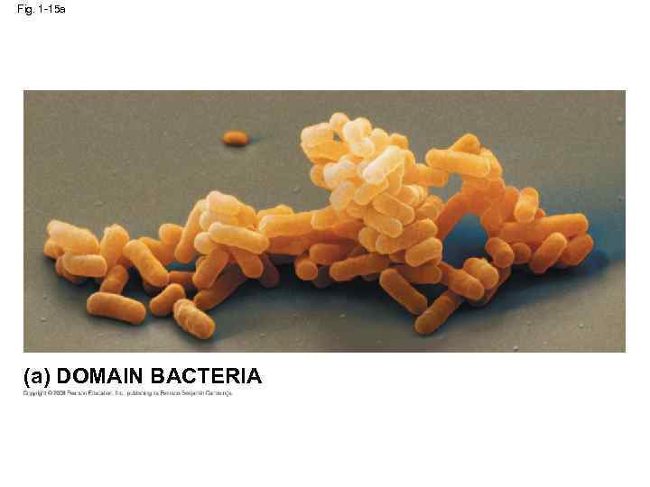 Fig. 1 -15 a (a) DOMAIN BACTERIA 