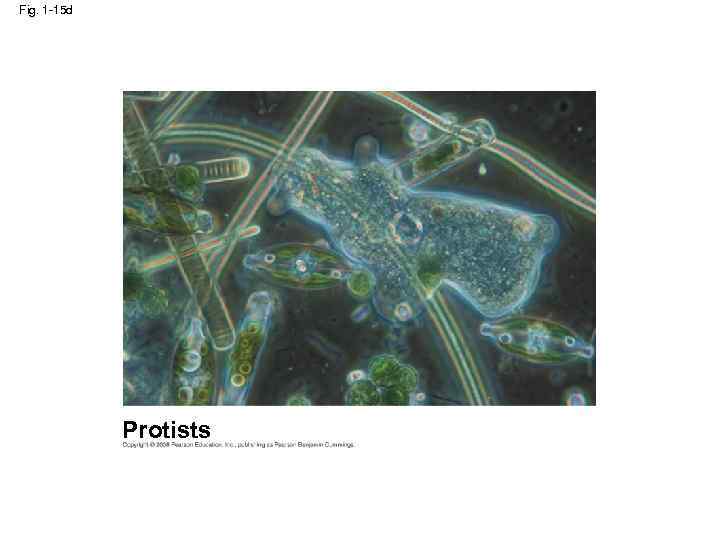 Fig. 1 -15 d Protists 