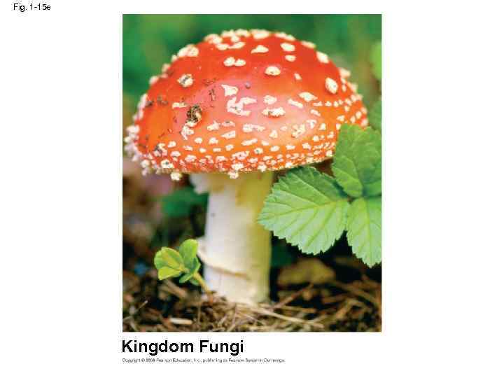 Fig. 1 -15 e Kingdom Fungi 