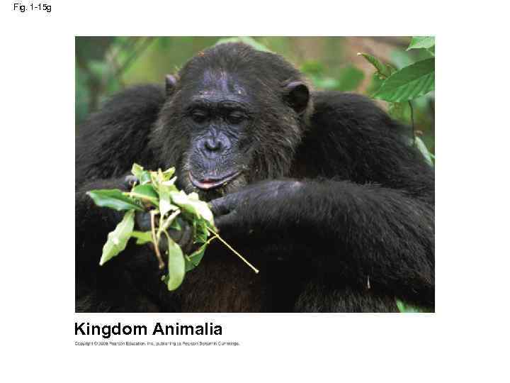 Fig. 1 -15 g Kingdom Animalia 