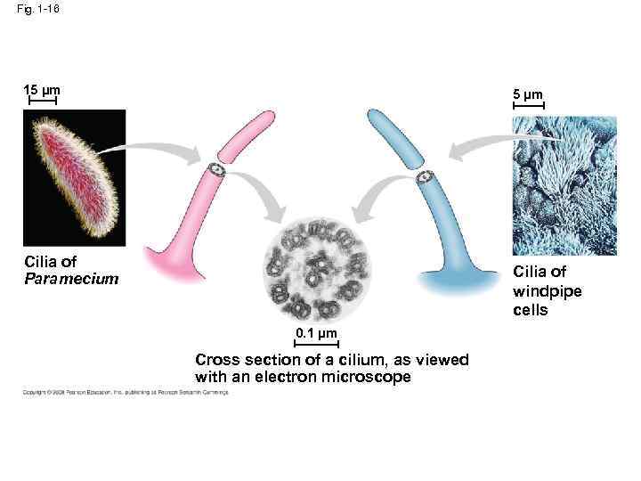 Fig. 1 -16 15 µm Cilia of Paramecium Cilia of windpipe cells 0. 1