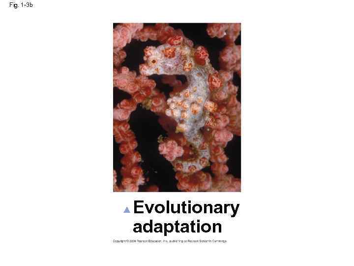 Fig. 1 -3 b Evolutionary adaptation 