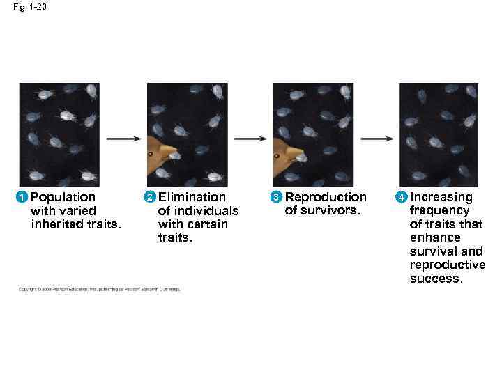 Fig. 1 -20 1 Population with varied inherited traits. 2 Elimination of individuals with