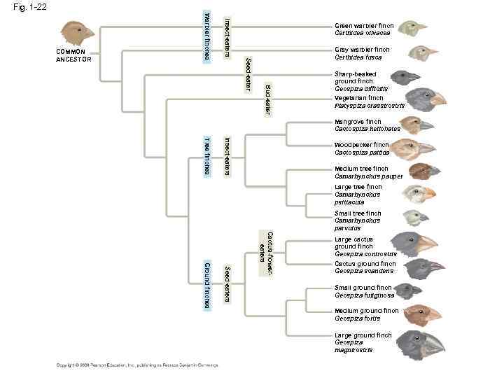 Fig. 1 -22 Insect-eaters Gray warbler finch Certhidea fusca Bud-eater Seed-eater Warbler finches COMMON