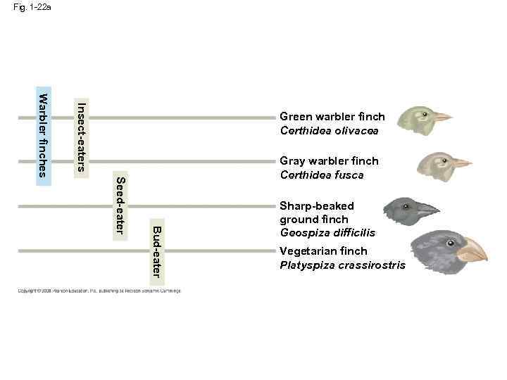 Fig. 1 -22 a Insect-eaters Gray warbler finch Certhidea fusca Bud-eater Seed-eater Warbler finches