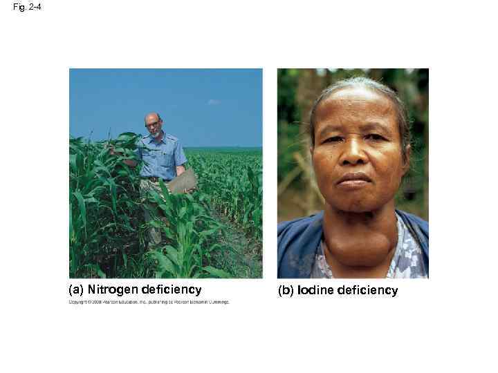 Fig. 2 -4 (a) Nitrogen deficiency (b) Iodine deficiency 