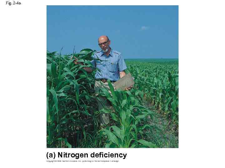 Fig. 2 -4 a (a) Nitrogen deficiency 