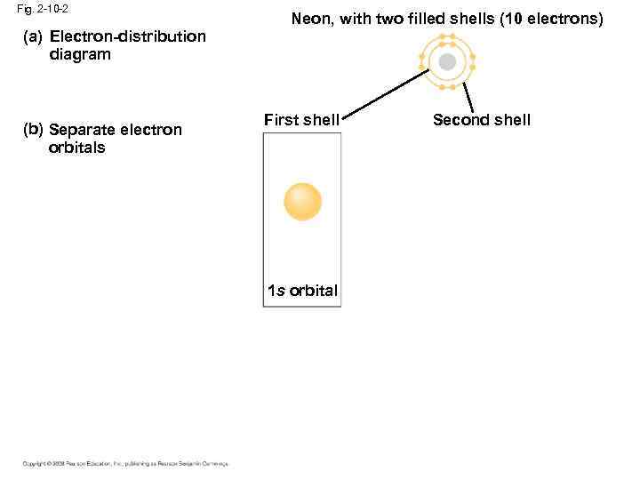 Fig. 2 -10 -2 (a) Electron-distribution diagram (b) Separate electron orbitals Neon, with two