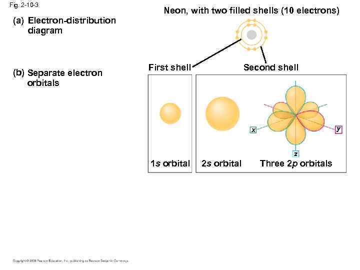 Fig. 2 -10 -3 (a) Electron-distribution diagram (b) Separate electron orbitals Neon, with two