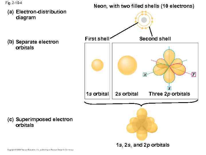 Fig. 2 -10 -4 (a) Electron-distribution diagram (b) Separate electron orbitals Neon, with two