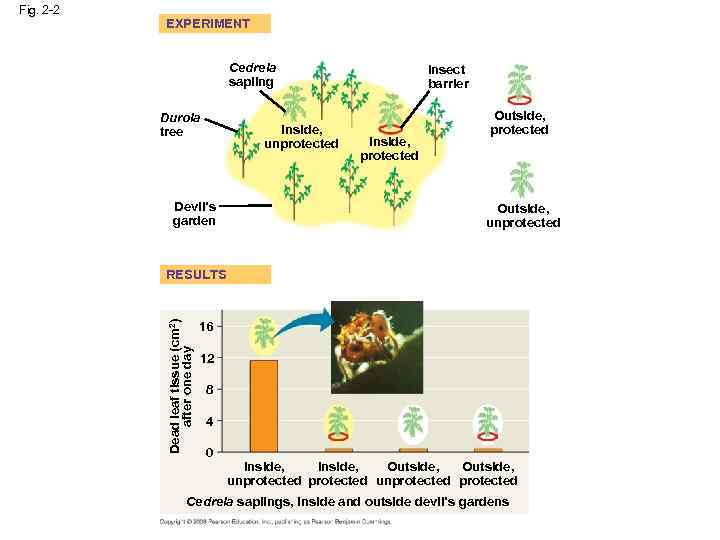 EXPERIMENT Cedrela sapling Duroia tree Inside, unprotected Devil’s garden Insect barrier Inside, protected Outside,