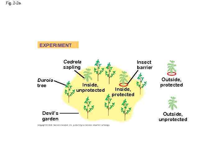 Fig. 2 -2 a EXPERIMENT Cedrela sapling Duroia tree Devil’s garden Inside, unprotected Insect