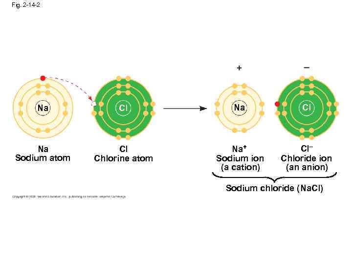 Fig. 2 -14 -2 Na Cl Na Sodium atom Cl Chlorine atom Na+ Sodium