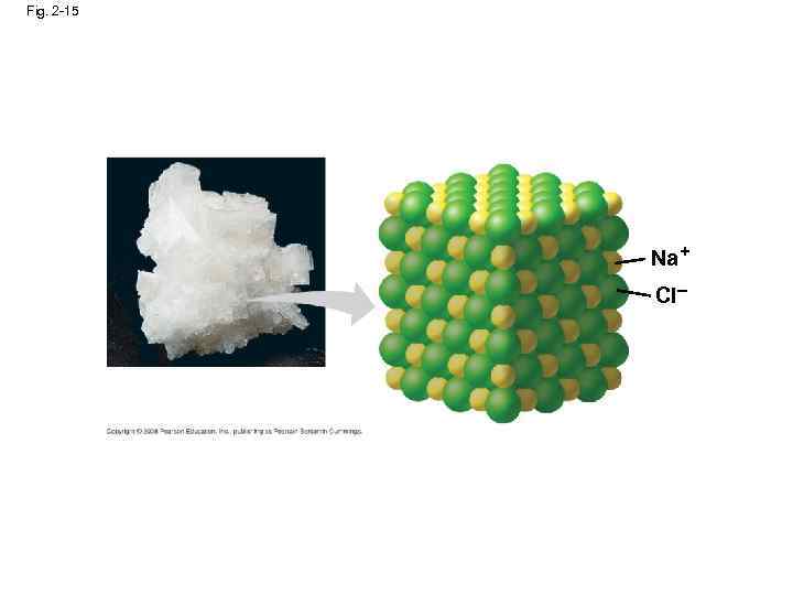 Fig. 2 -15 Na+ Cl– 