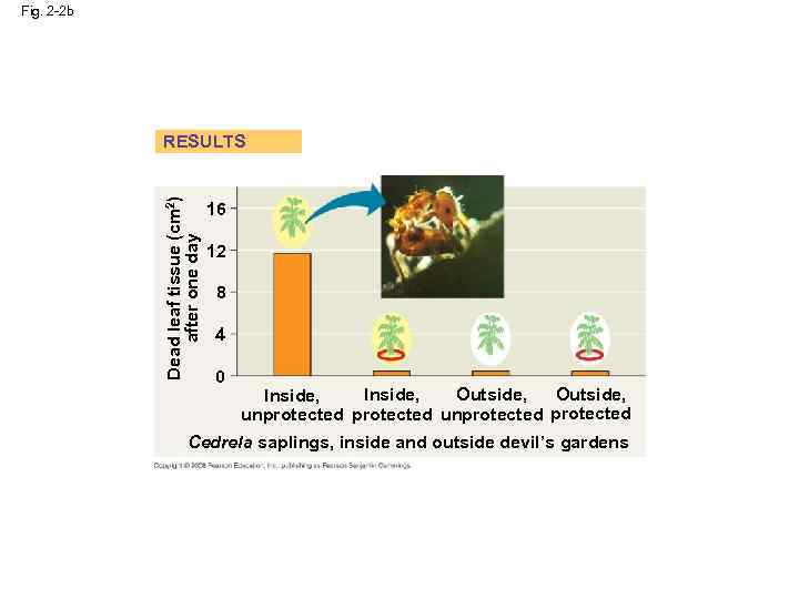 Fig. 2 -2 b Dead leaf tissue (cm 2) after one day RESULTS 16