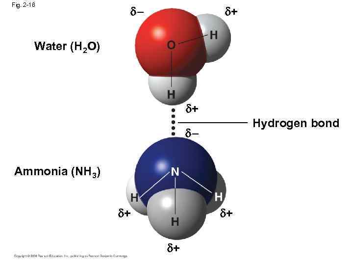 Fig. 2 -16 + Water (H 2 O) + Hydrogen bond Ammonia (NH 3)