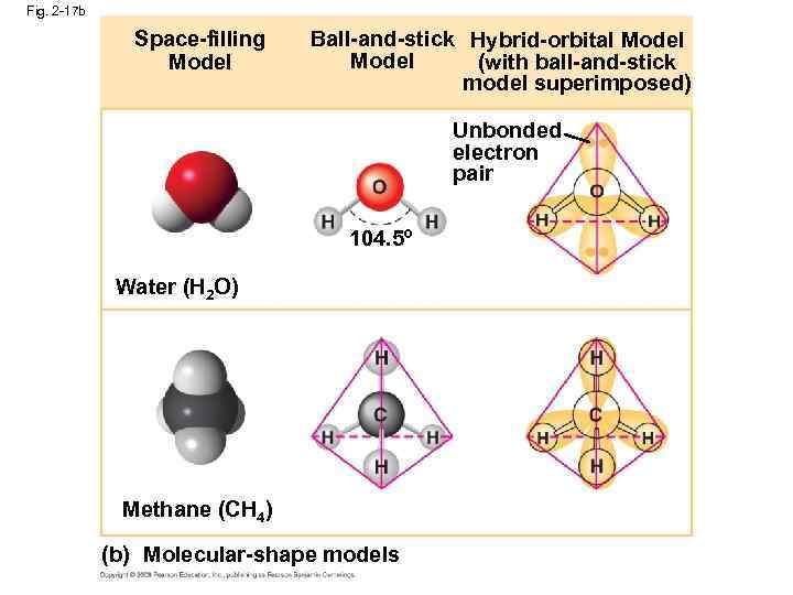 Fig. 2 -17 b Space-filling Model Ball-and-stick Hybrid-orbital Model (with ball-and-stick model superimposed) Unbonded