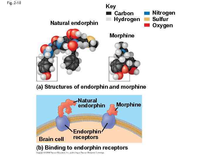 Fig. 2 -18 Natural endorphin Key Carbon Hydrogen Morphine (a) Structures of endorphin and