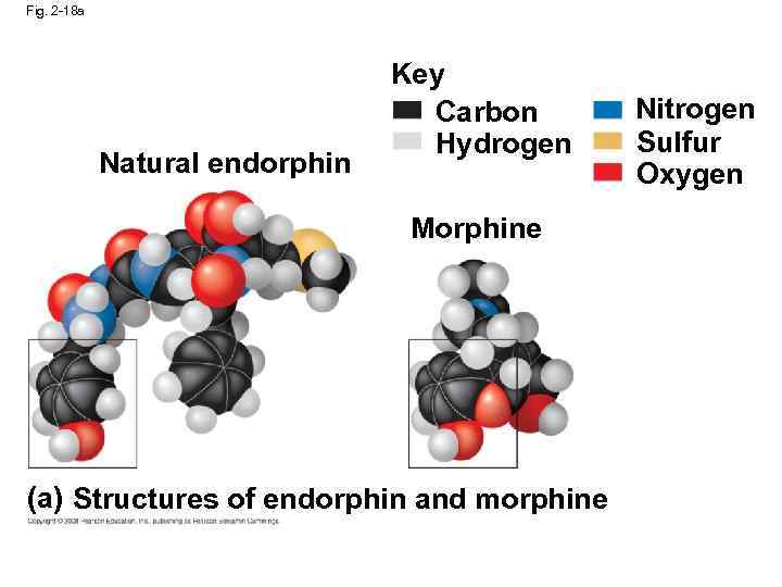 Fig. 2 -18 a Natural endorphin Key Carbon Hydrogen Morphine (a) Structures of endorphin