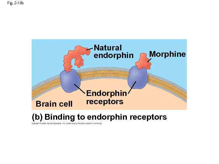 Fig. 2 -18 b Natural endorphin Brain cell Morphine Endorphin receptors (b) Binding to