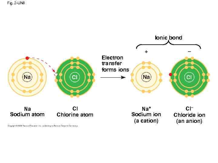 Fig. 2 -UN 6 Ionic bond Electron transfer forms ions Na Sodium atom Cl