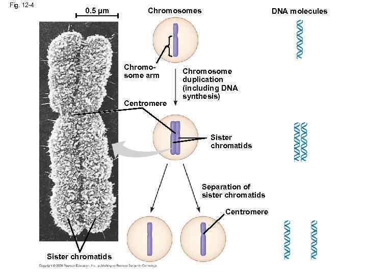 Fig. 12 -4 0. 5 µm Chromosomes Chromosome arm Centromere DNA molecules Chromosome duplication