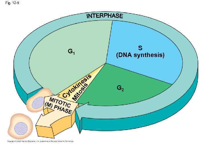 Fig. 12 -5 S (DNA synthesis) G 1 s si e in M MIT