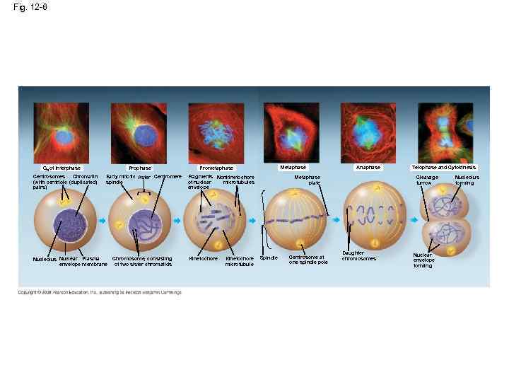 Fig. 12 -6 G 2 of Interphase Centrosomes Chromatin (with centriole (duplicated) pairs) Prophase