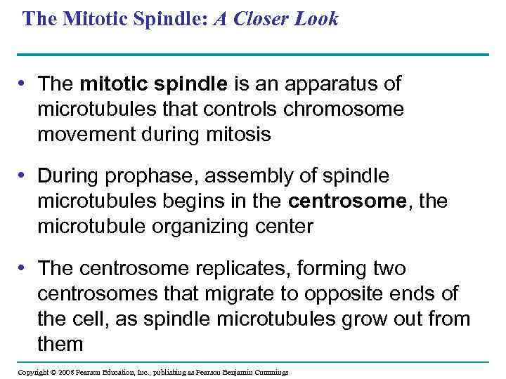 The Mitotic Spindle: A Closer Look • The mitotic spindle is an apparatus of