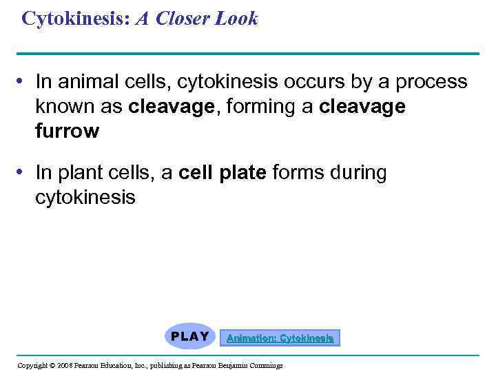 Cytokinesis: A Closer Look • In animal cells, cytokinesis occurs by a process known