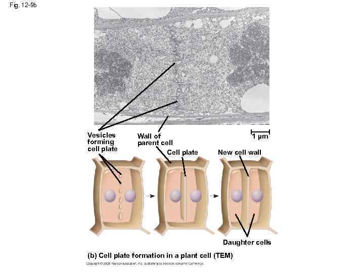 Fig. 12 -9 b Vesicles forming cell plate Wall of parent cell Cell plate