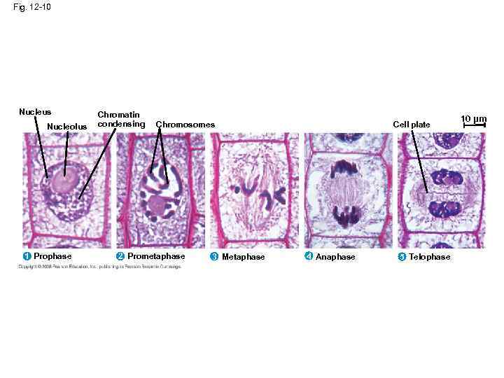 Fig. 12 -10 Nucleus Nucleolus 1 Prophase Chromatin condensing Chromosomes 2 Prometaphase 3 Metaphase