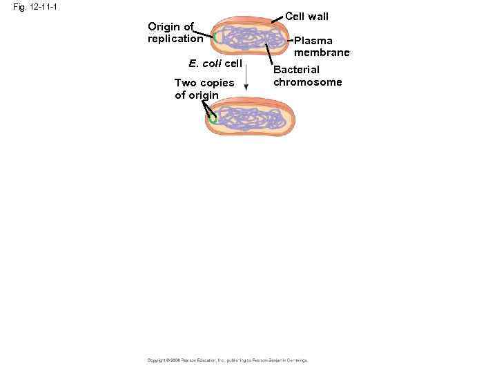 Fig. 12 -11 -1 Origin of replication E. coli cell Two copies of origin