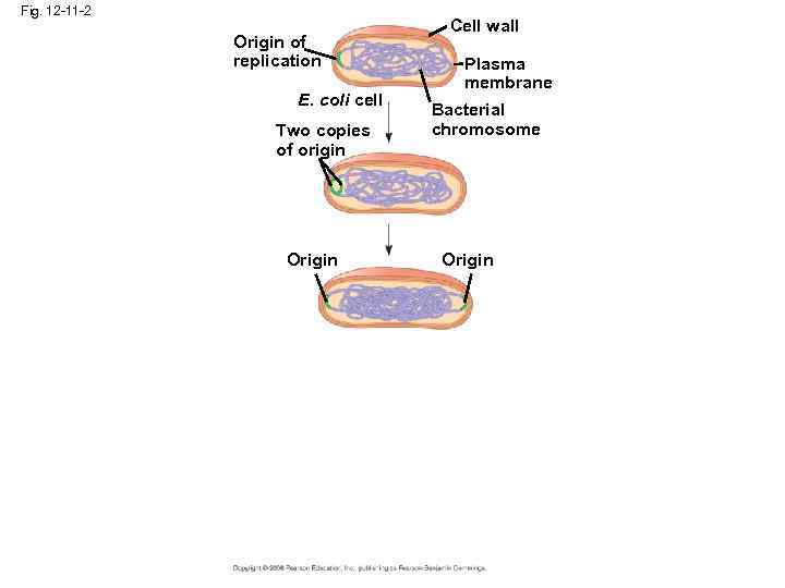 Fig. 12 -11 -2 Origin of replication E. coli cell Two copies of origin