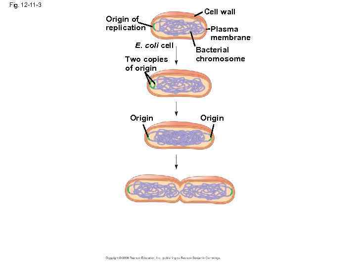 Fig. 12 -11 -3 Origin of replication E. coli cell Two copies of origin