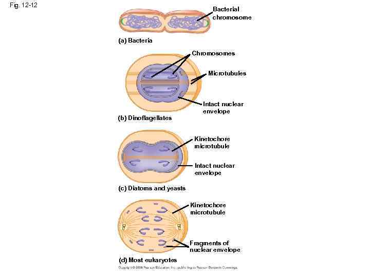 Fig. 12 -12 Bacterial chromosome (a) Bacteria Chromosomes Microtubules (b) Dinoflagellates Intact nuclear envelope