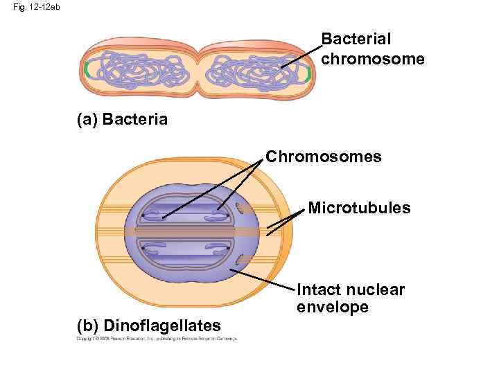 Fig. 12 -12 ab Bacterial chromosome (a) Bacteria Chromosomes Microtubules (b) Dinoflagellates Intact nuclear