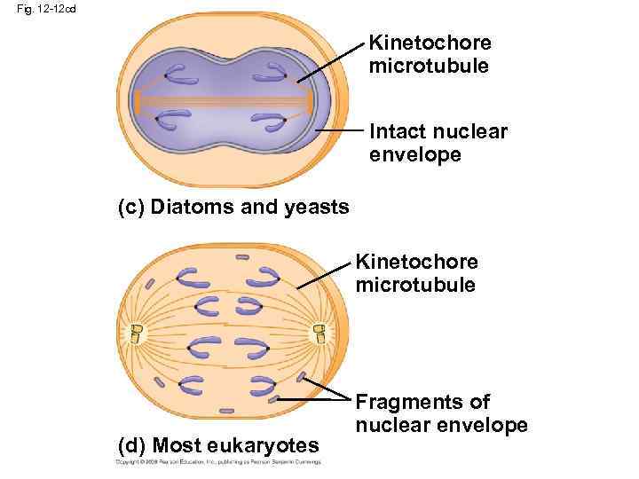 Fig. 12 -12 cd Kinetochore microtubule Intact nuclear envelope (c) Diatoms and yeasts Kinetochore