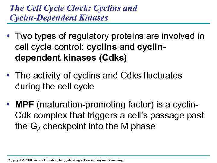 The Cell Cycle Clock: Cyclins and Cyclin-Dependent Kinases • Two types of regulatory proteins