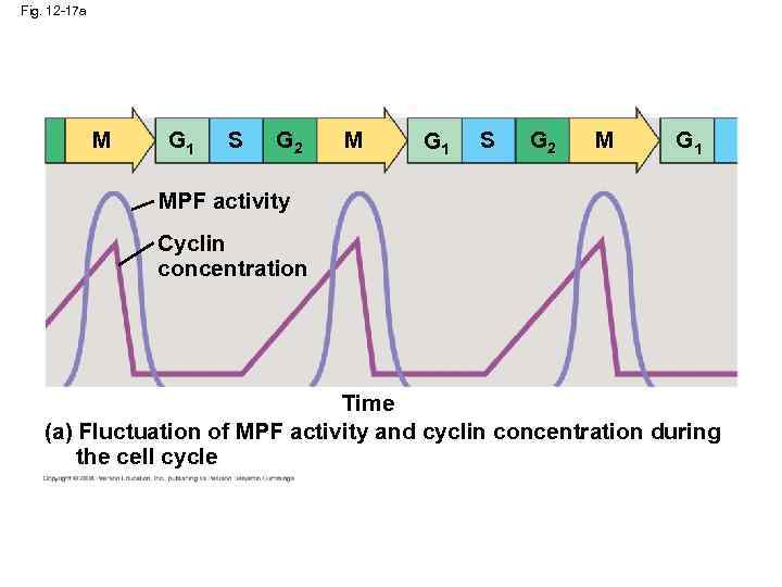 Fig. 12 -17 a M G 1 S G 2 M G 1 MPF