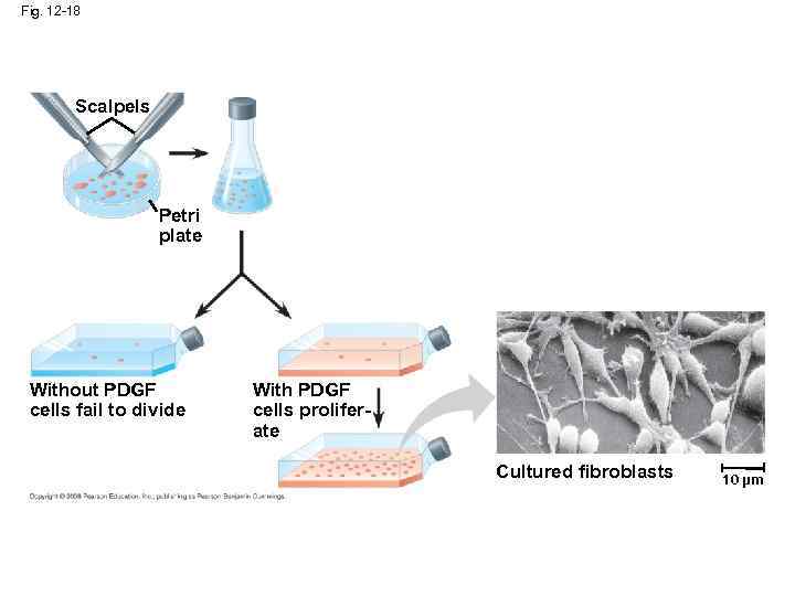 Fig. 12 -18 Scalpels Petri plate Without PDGF cells fail to divide With PDGF