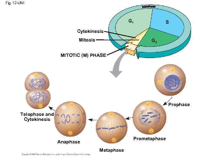 Fig. 12 -UN 1 G 1 S Cytokinesis Mitosis G 2 MITOTIC (M) PHASE